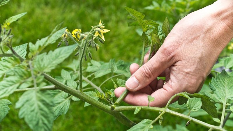 Schritt-für-Schritt-Anleitung für unerfahrene Gärtner: Wie man Tomaten in einem Gewächshaus richtig kneift und warum Sie sie brauchen