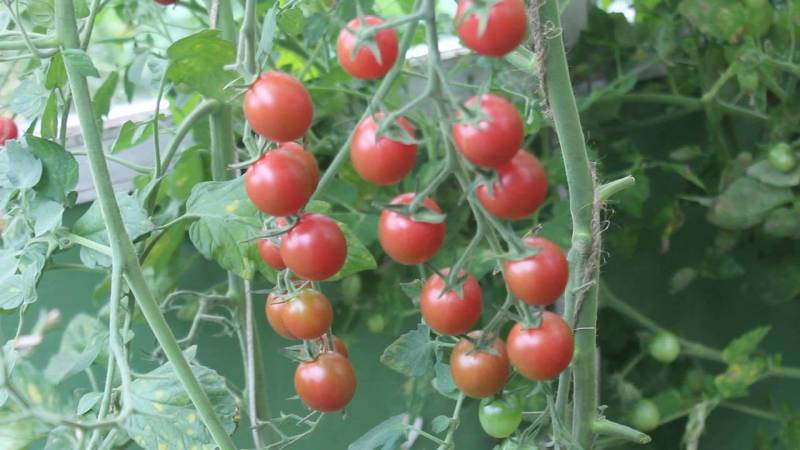 Eine beliebte und beliebte Sorte süß-saurer Kirschtomaten: die japanische Bürstentomate und ihre Vorteile