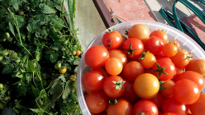 Eine beliebte und beliebte Sorte süß-saurer Kirschtomaten: die japanische Bürstentomate und ihre Vorteile