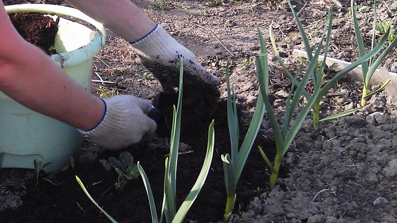 Geheimnisse der Knoblauchpflege im Winter im Frühjahr