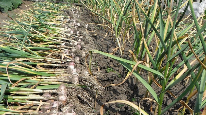 Geheimnisse der Knoblauchpflege im Winter im Frühjahr