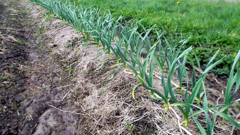 Geheimnisse der Knoblauchpflege im Winter im Frühjahr