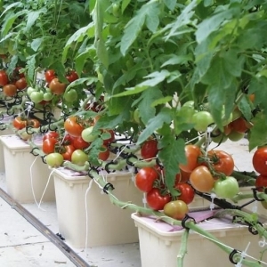 Geheimnisse des Tomatenanbaus zu Hause in der Hydrokultur