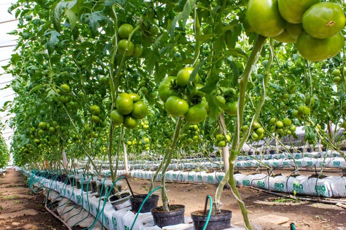 Geheimnisse des Tomatenanbaus zu Hause in der Hydrokultur