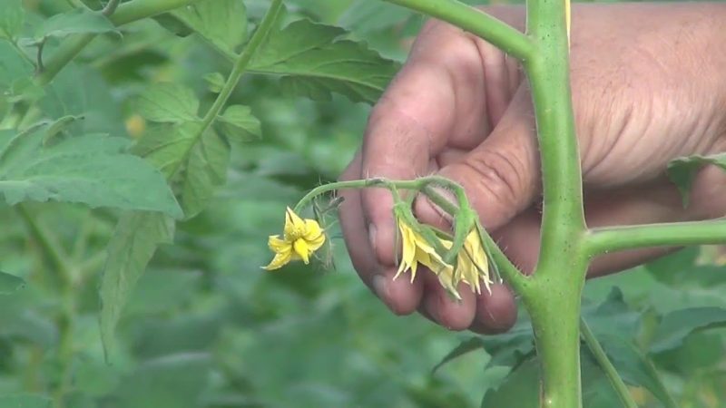 Saving our tomatoes - how to pollinate tomatoes in a polycarbonate greenhouse if they are not pollinated on their own