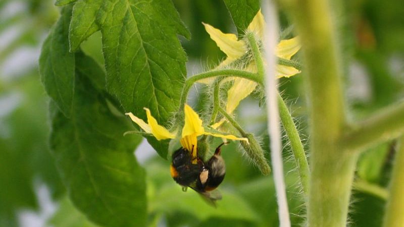 Saving our tomatoes - how to pollinate tomatoes in a polycarbonate greenhouse if they are not pollinated on their own