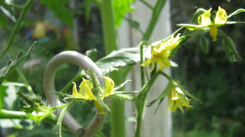 Saving our tomatoes - how to pollinate tomatoes in a polycarbonate greenhouse if they are not pollinated on their own