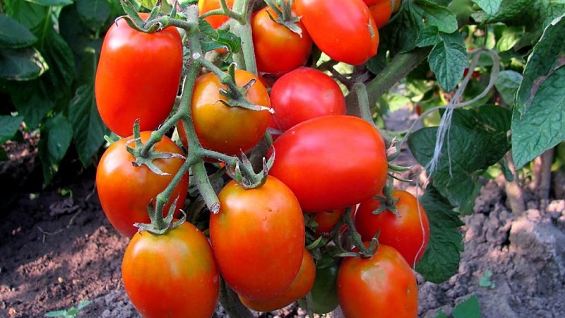 Wir erzielen den maximalen Ertrag bei minimalem Energieaufwand - Tomate Das Wunder der Faulen