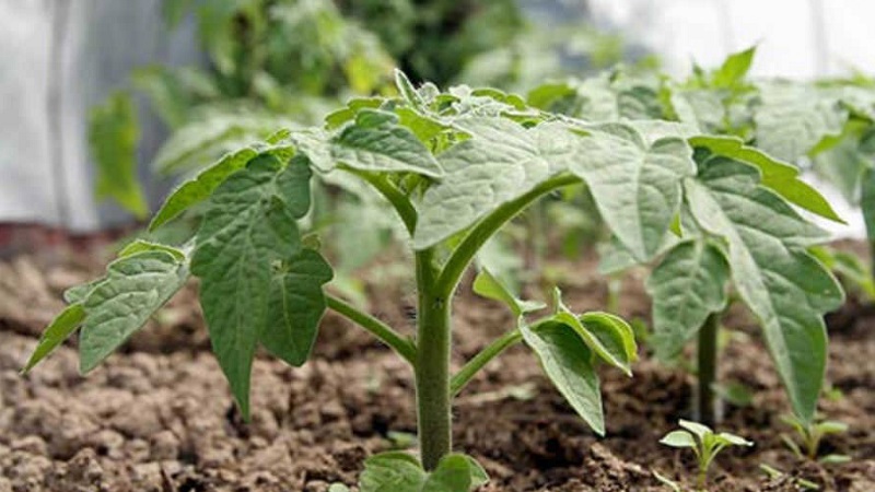 Wir erzielen den maximalen Ertrag bei minimalem Energieaufwand - Tomate Das Wunder der Faulen