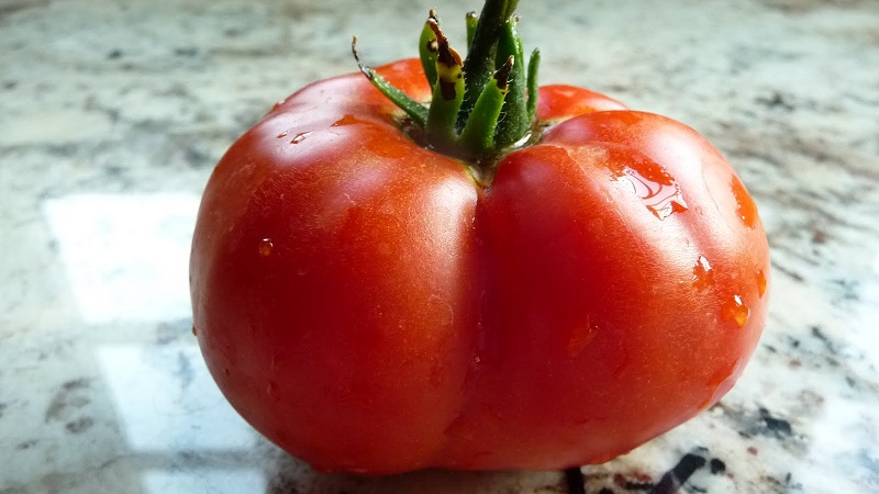 Tomato Em Champion: Eigenschaften und Beschreibung der Sorte, Bewertungen derjenigen, die Tomaten gepflanzt haben, und Fotos