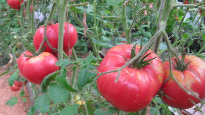 Eine ausgezeichnete Sorte für Liebhaber von großfruchtigen süßen Tomaten - die Pink Riesentomate