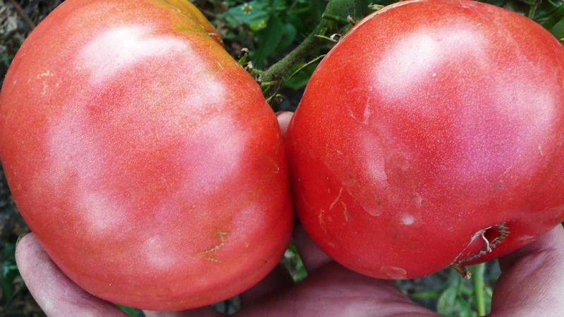 Eine ausgezeichnete Sorte für Liebhaber von großfruchtigen süßen Tomaten - die Pink Riesentomate