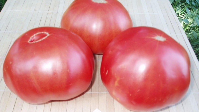 Eine ausgezeichnete Sorte für Liebhaber von großfruchtigen süßen Tomaten - die Pink Riesentomate