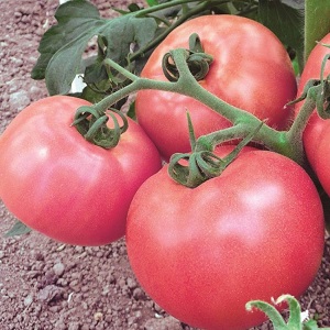 Eine ausgezeichnete Sorte für Liebhaber von großfruchtigen süßen Tomaten - die Pink Riesentomate