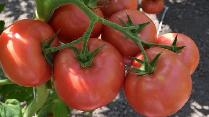 Eine ausgezeichnete Sorte für Liebhaber von großfruchtigen süßen Tomaten - die Pink Riesentomate