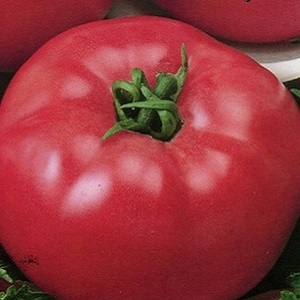 Eine ausgezeichnete Sorte für Liebhaber von großfruchtigen süßen Tomaten - die Pink Riesentomate