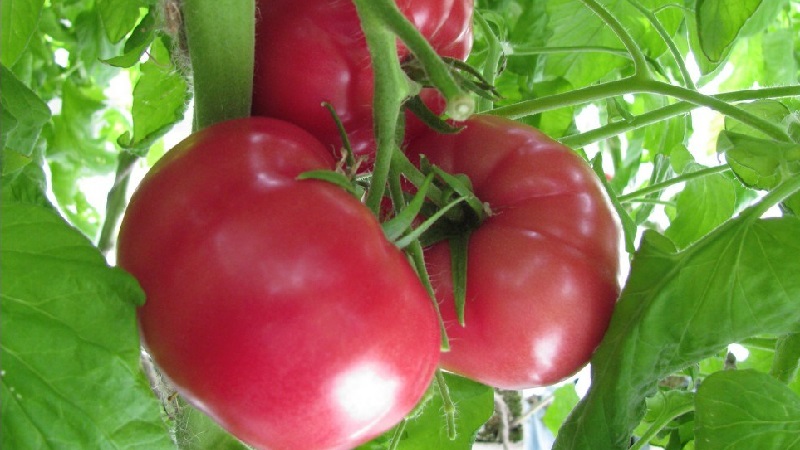 Eine ausgezeichnete Sorte für Liebhaber von großfruchtigen süßen Tomaten - die Pink Riesentomate