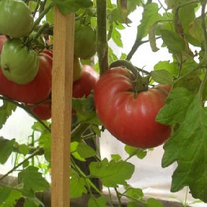 Köstliche Salattomate mit süßem Honiggeschmack - die Pink Elephant Tomate und ihre anderen Vorteile