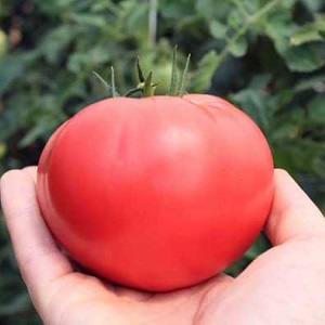 Köstliche Salattomate mit süßem Honiggeschmack - die Pink Elephant Tomate und ihre anderen Vorteile