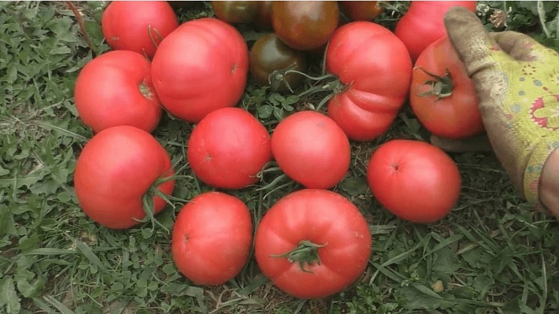 Köstliche Salattomate mit süßem Honiggeschmack - die Pink Elephant Tomate und ihre anderen Vorteile