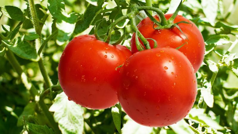 Was sind die Vor- und Nachteile von Tomaten für den Körper einer Frau: Kontraindikationen und Normen für die Verwendung von Tomaten