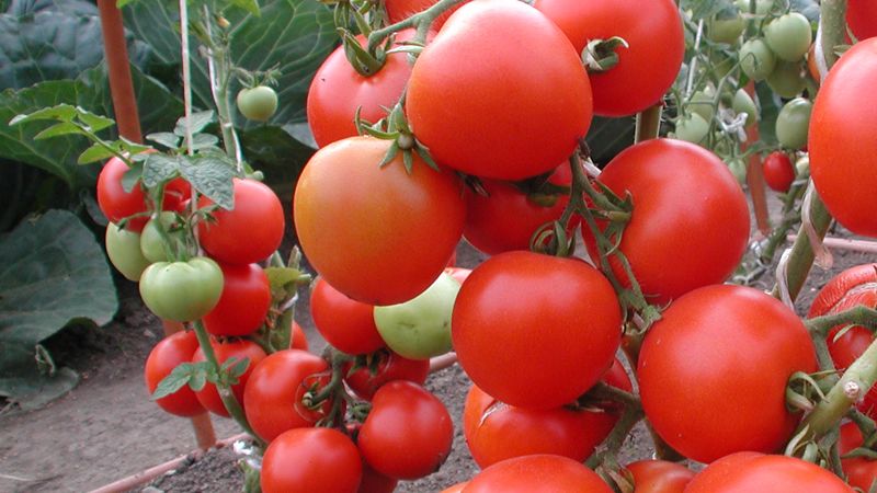 Was sind die Vor- und Nachteile von Tomaten für den Körper einer Frau: Kontraindikationen und Normen für die Verwendung von Tomaten