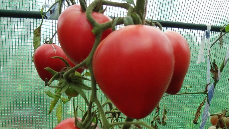 Köstliche und aromatische Tomaten, die wie riesige Beeren aussehen - erstaunliche deutsche rote Erdbeere aus Tomaten