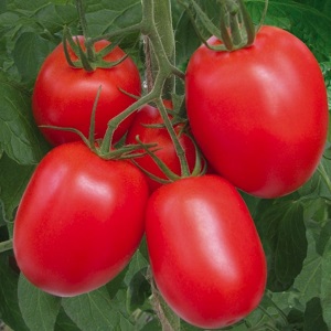 Wir bauen unabhängig voneinander eine reiche Ernte von Kolibri-Tomaten für Salate, Säfte und Konservierung an