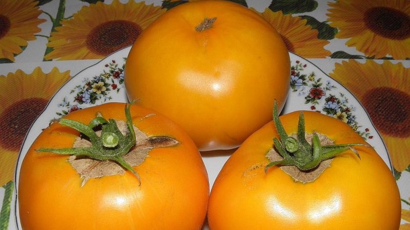 Heller und exotischer Gast im Garten: Tomatenorange