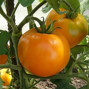 Heller und exotischer Gast im Garten: Tomatenorange