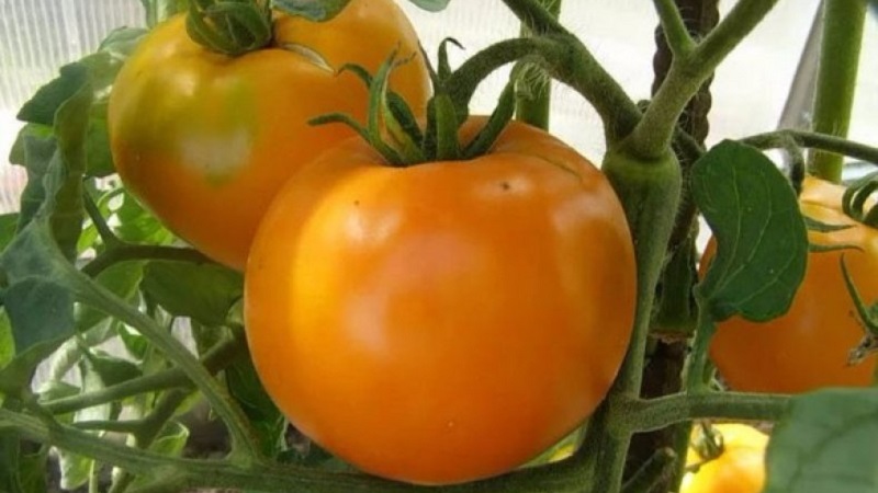 Heller und exotischer Gast im Garten: Tomatenorange