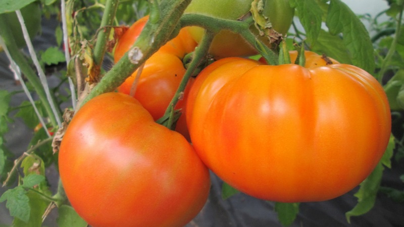 Heller und exotischer Gast im Garten: Tomatenorange