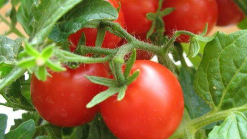 Helle und leckere holländische Tomatensorte Tanya: Wir lernen die Vorteile kennen und wachsen selbst