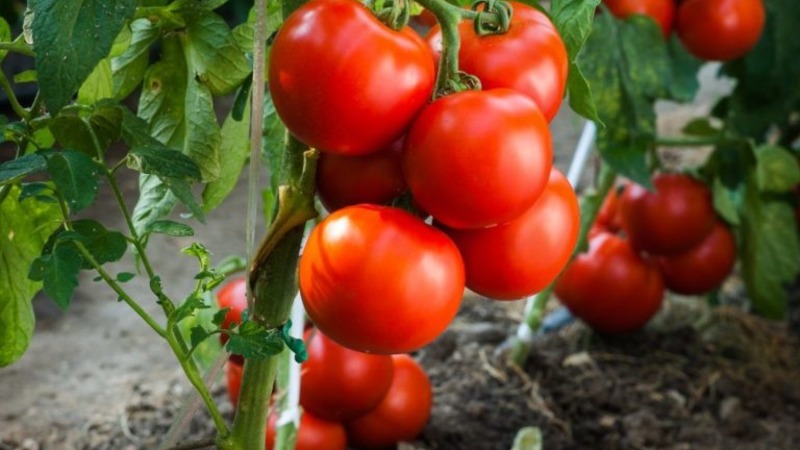 Helle und leckere holländische Tomatensorte Tanya: Wir lernen die Vorteile kennen und wachsen selbst