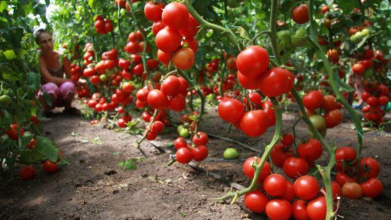 Helle und leckere holländische Tomatensorte Tanya: Wir lernen die Vorteile kennen und wachsen selbst