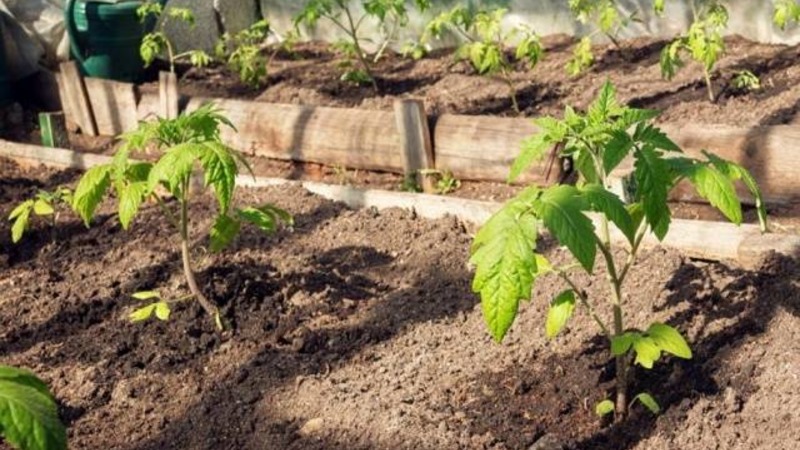 Helle und leckere holländische Tomatensorte Tanya: Wir lernen die Vorteile kennen und wachsen selbst