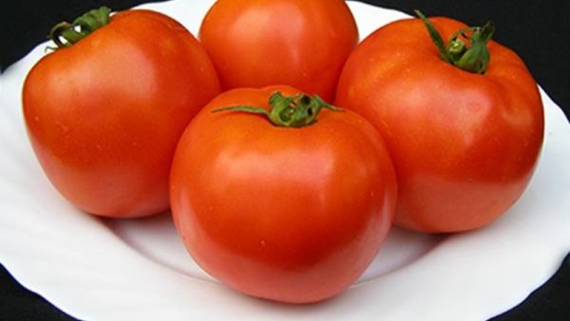 Helle und leckere holländische Tomatensorte Tanya: Wir lernen die Vorteile kennen und wachsen selbst