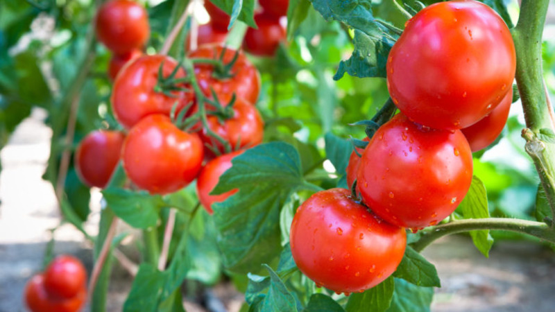 Helle und leckere holländische Tomatensorte Tanya: Wir lernen die Vorteile kennen und wachsen selbst