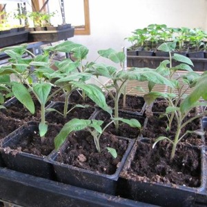 Wir bauen in unserem Garten eine Wildrose-Tomate an und genießen eine reiche Ernte an großen und saftigen Früchten