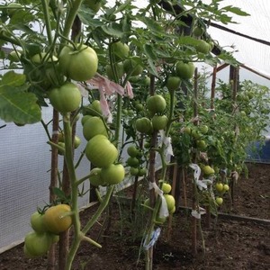 Wir bauen in unserem Garten eine Wildrose-Tomate an und genießen eine reiche Ernte an großen und saftigen Früchten