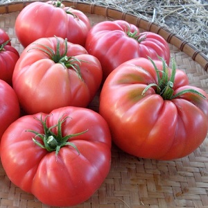 Wir bauen in unserem Garten eine Wildrose-Tomate an und genießen eine reiche Ernte an großen und saftigen Früchten