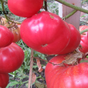 Wir bauen in unserem Garten eine Wildrose-Tomate an und genießen eine reiche Ernte an großen und saftigen Früchten