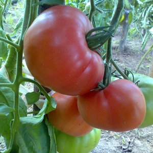 Wir bauen in unserem Garten eine Wildrose-Tomate an und genießen eine reiche Ernte an großen und saftigen Früchten