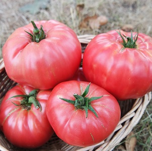 Wir bauen in unserem Garten eine Wildrose-Tomate an und genießen eine reiche Ernte an großen und saftigen Früchten