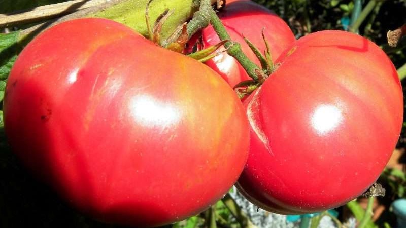 Wir bauen in unserem Garten eine Wildrose-Tomate an und genießen eine reiche Ernte an großen und saftigen Früchten