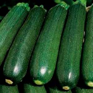 Was ist Zucchini Zucchini: Wir lernen die Aussicht kennen, bauen sie auf unserer Website an und verwenden sie für köstliche Gerichte