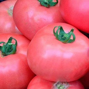 Süße, große und sehr duftende Pandarosa-Tomaten - Gartendekoration