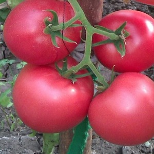 Süße, große und sehr duftende Pandarosa-Tomaten - Gartendekoration