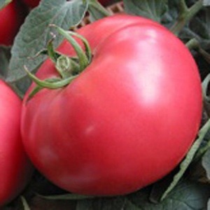 Süße, große und sehr duftende Pandarosa-Tomaten - Gartendekoration