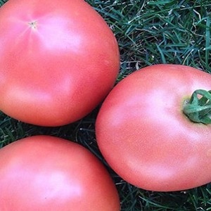 Süße, große und sehr duftende Pandarosa-Tomaten - Gartendekoration